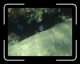 Tortola 180 * those fish would NOT sit still! * 2048 x 1536 * (1.49MB)